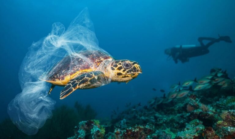 Underwater Pollution