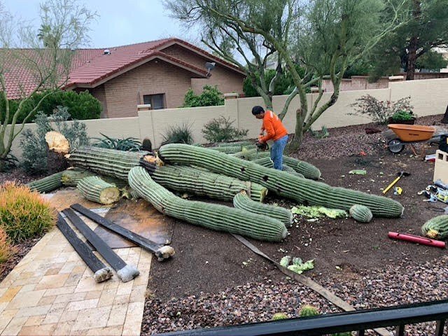 saguaro removal